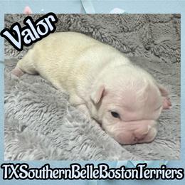 Valor - Seal brindle and white male Boston Terrier puppy in Brazos Point, Texas from TX Southern Belle Bostons