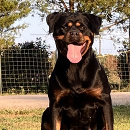 Frida - Rottweiler