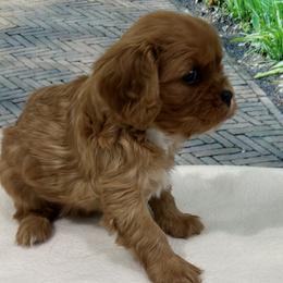 Rascal - Ruby male Cavalier King Charles Spaniel puppy in Shipshewana, Indiana from Shelli's Puppies