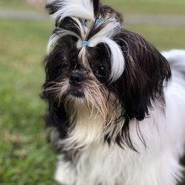Zorro - Shih Tzu