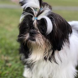 Zorro - Shih Tzu