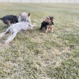Yorkshire Terrier Puppies from Alvarado’s Yorkies