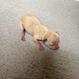 Flint - Cream male Chihuahua puppy in Scranton, South Carolina from The Magnolia Pawlor, LLC