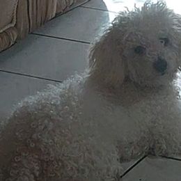 Maltipoos from Doggies4you