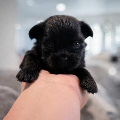 Squirt - Black male Shorkie puppy in Midland, Texas from Southern Yorkie Pies