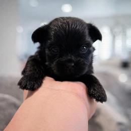 Squirt - Black male Shorkie puppy in Midland, Texas from Southern Yorkie Pies