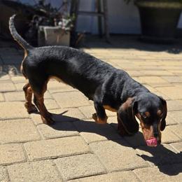Tilly - Dachshund