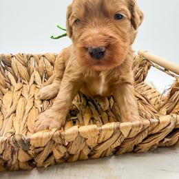 Flood - Apricot male Goldendoodle puppy in Sunman, Indiana from Brunsman Country Doodles LLC