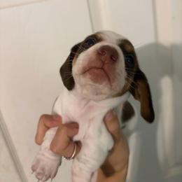 Rufus - Piebald male Dachshund puppy in Conroe, Texas from Dots Dachshunds