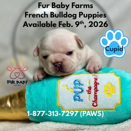Cupid - Cream male French Bulldog puppy in Michigan from Fur Baby Farms