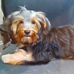 Anya - Yorkshire Terrier