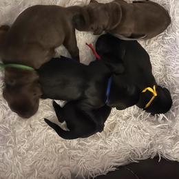 Green - Chocolate male Labrador Retriever puppy in Heath Springs, South Carolina from Rich Hill Retrievers