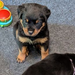 Boy 1 - Black and mahogany male Rottweiler puppy in Whitney, Texas from Prairie Valley Rottweilers