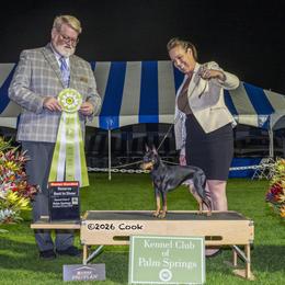 Mando - Manchester Terrier