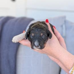 Puppy Pick 10 - Tri-color male Bernedoodle puppy in Whitesburg, Georgia from Asbury & Co Farms