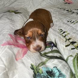 AKC female 1 - Chocolate and tan female Dachshund puppy in Knoxville, Tennessee from Thea's Puppies