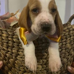 Peter Pan - Lemon and white male Basset Hound puppy in Willow Spring, North Carolina from Blackberry Creek Basset Hounds