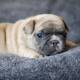 French Bulldog Puppies from BuschBabyBulldogs