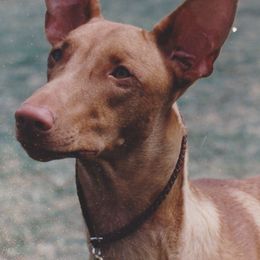 Pharaoh Hounds from LaRee Drolet