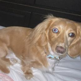 Stevie - Dachshund
