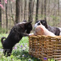 Chihuahua and Chinese Crested Puppies from Western Kentucky Chihuhua and Chinese Crested