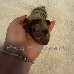 Hudson - Dapple male Dachshund puppy in Glen Saint Mary, Florida from 🍯 Honey Pot Dachshunds 🐾