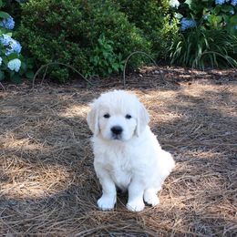 Auregrande Fine English Style Golden Retrievers breeder of Golden Retriever