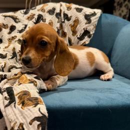 Pepper - Brindle female Dachshund puppy in Hudson, Michigan from Mittentail Kennel Miniature Dachshunds & Australian Shepherds