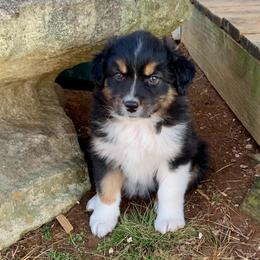 Oakley -AKC male - Black tri-color male Australian Shepherd puppy in Quebeck, Tennessee from KC Aussies TN