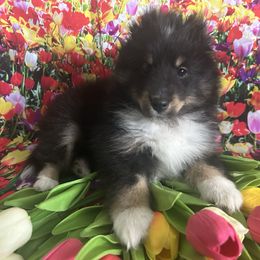 Belle - Black white and tan female Shetland Sheepdog puppy in New Richmond, Ohio from Heaven’s Shelties