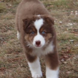 Cherry - Red tri-color female Australian Shepherd puppy in Colorado from Firestone Australian Shepherds
