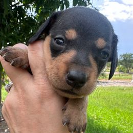 Akc black and tan male - Black and tan male Dachshund puppy in De Soto County, Florida from Countridox Dachshunds