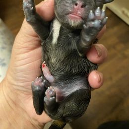 Blue and tan girl - Silver female Pug puppy in Ridgefield, Washington from Cupid’s Pugs