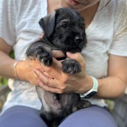 Standard Schnauzer Puppies from Harbor Hill Standard Schnauzers