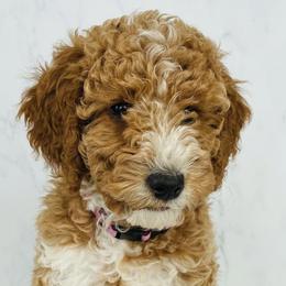 Goldendoodles from Wasatch Mini Doodles