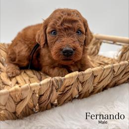 Fernando - Red  male Goldendoodle puppy in Sunman, Indiana from Brunsman Country Doodles LLC