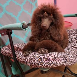 Poodle Puppies from Anna-Ash Poodles