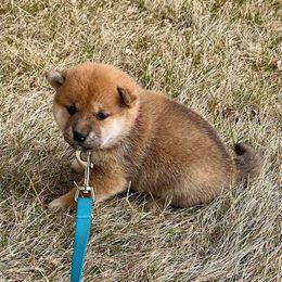 Shiba Inu Puppies from Tobitatsu Shiba Inu