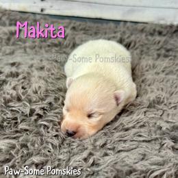 Makita - White female Pomsky puppy in Krum, Texas from Paw-Some Pomskies