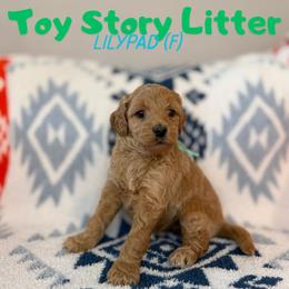 Lilypad - Apricot female Goldendoodle puppy in Houston, Texas from Golden Life Doodles