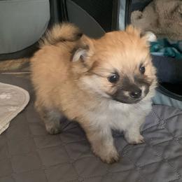 Boy 1 - Orange sable male Pomeranian puppy in Gotha, Florida from Jazzi’s Poms