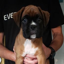 Boxer Puppies from Newcastle Boxers