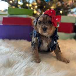 Maggie - Blue merle Bernedoodle puppy in Washougal, Washington from Sandy Creek Bernedoodles