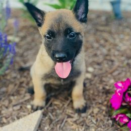 Belgian Malinois and German Shorthaired Pointer Puppies from Lapdog GSP
