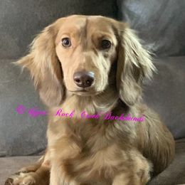 Finch - Dachshund