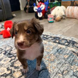 Saja - Tri-color male Border Collie puppy in Decatur, Alabama from Phantom Border Collies