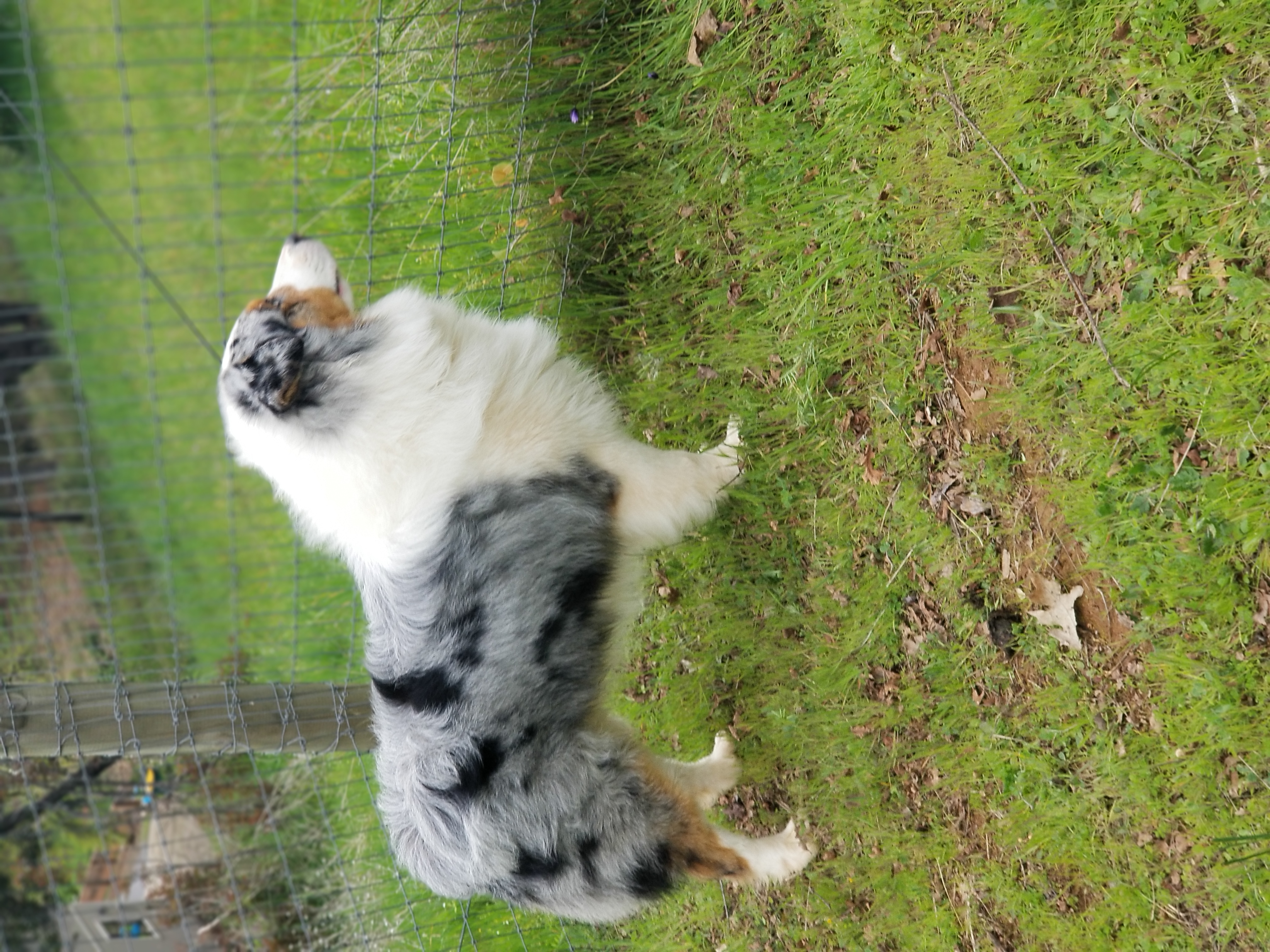 Aussiedoodles, Australian Shepherds, and Poodles from Foothill Aussies