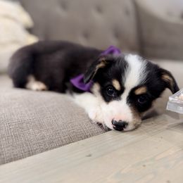 Purple Boy - Black and tan male Pembroke Welsh Corgi puppy in Vilonia, Arkansas from Lucky Pups Corgis