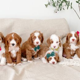 Bernedoodle puppies from Wonderful World Doodles