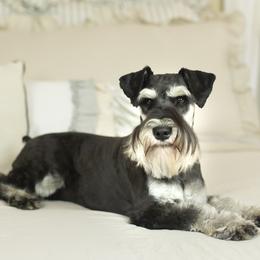 Miniature Schnauzer puppies from Peach State Miniature Schnauzers